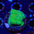 Superstitious Psammocora Coral