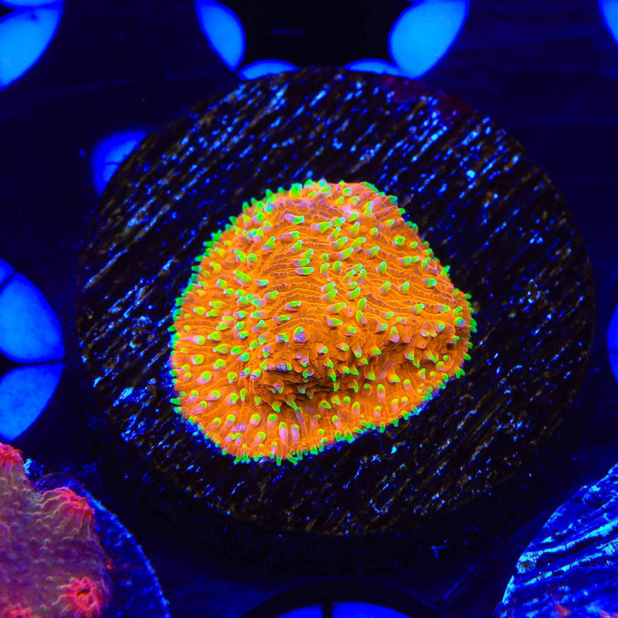 TSA Thornberry Lithophyllon Coral