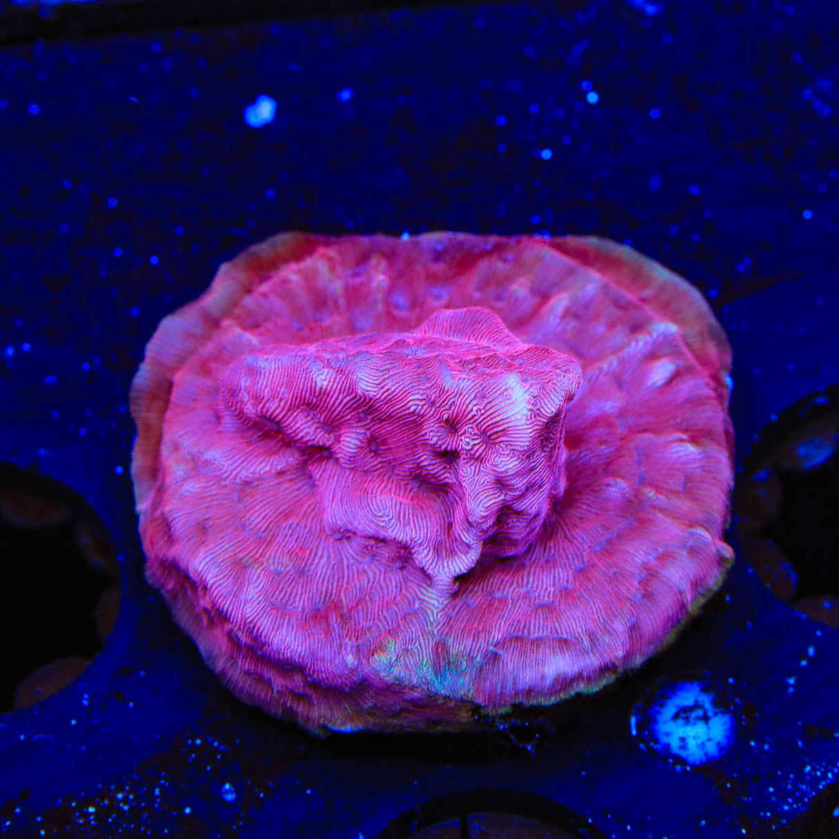 JF Klepto Lepto Leptoseris Coral