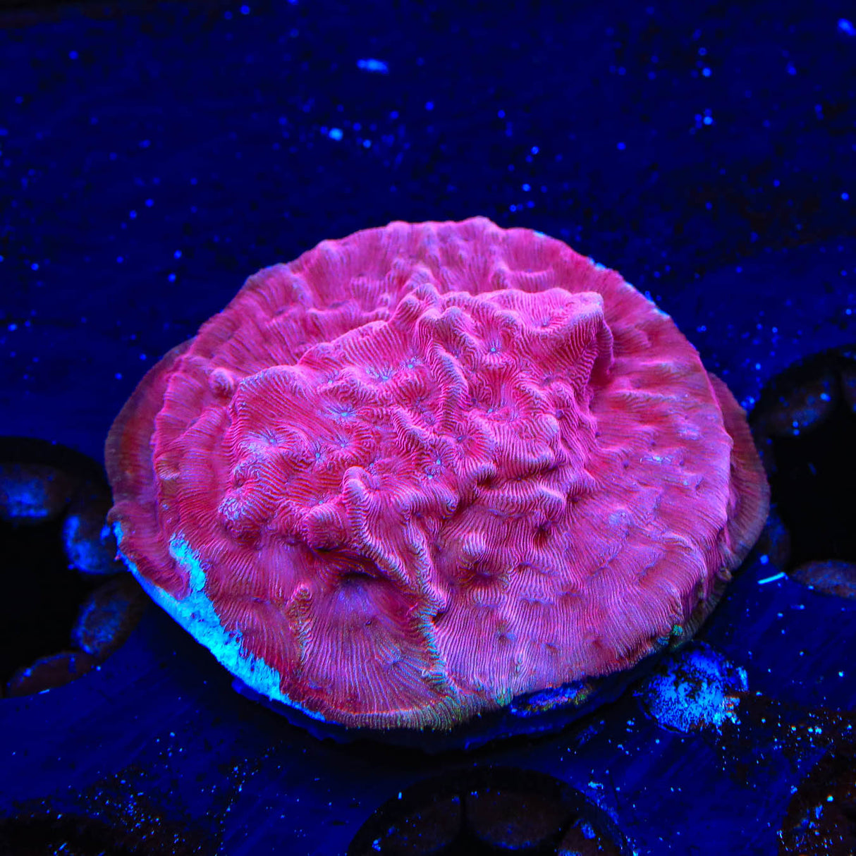 JF Klepto Lepto Leptoseris Coral - Top Shelf Aquatics