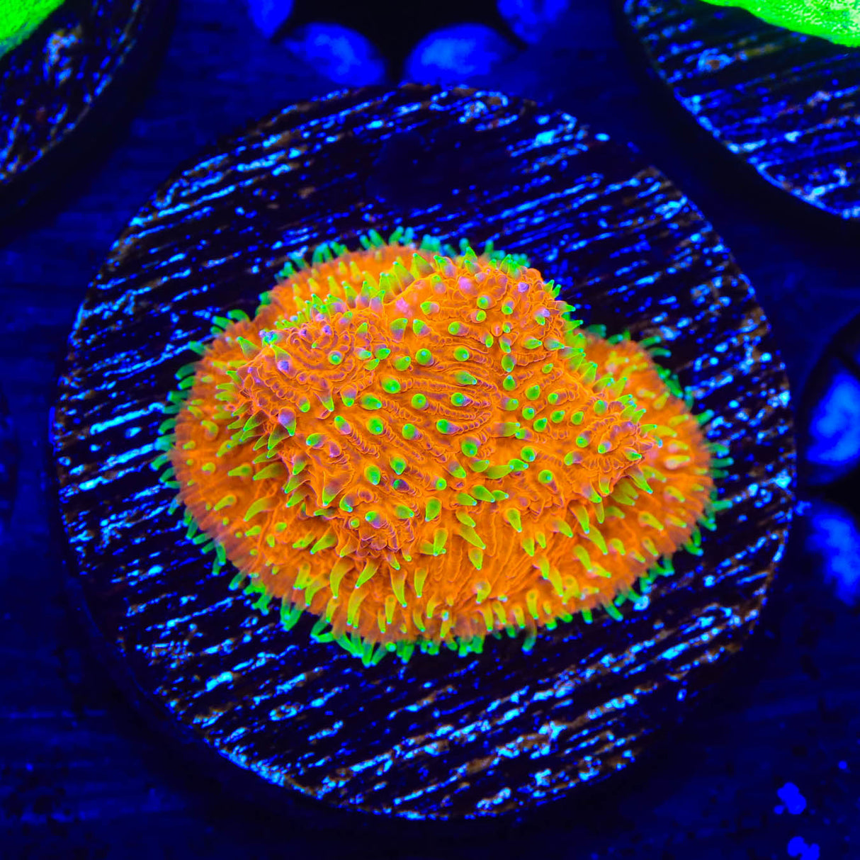 TSA Thornberry Lithophyllon Coral