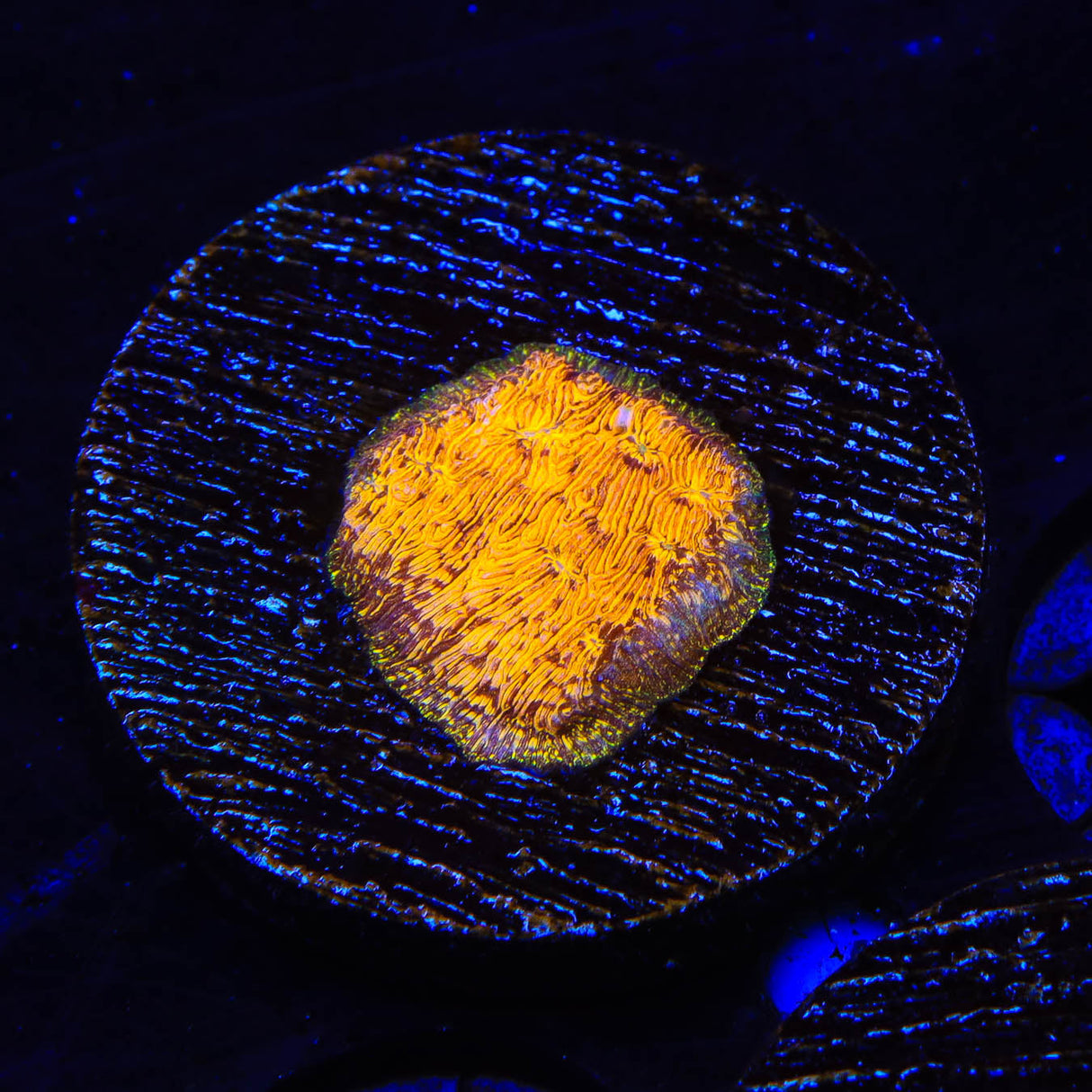 TSA Goldschlager Leptoseris Coral - Top Shelf Aquatics