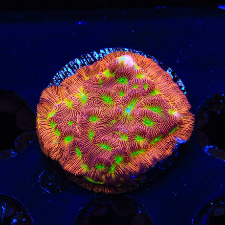 JF Jack O Lantern Leptoseris Coral