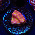 JF Jack O Lantern Leptoseris Coral - Top Shelf Aquatics