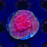 JF Klepto Lepto Leptoseris Coral