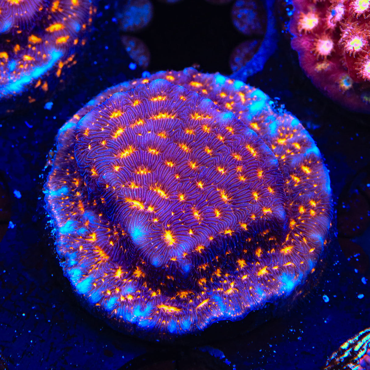 TSA Lava Field Leptoseris Coral - Top Shelf Aquatics