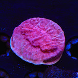 JF Klepto Lepto Leptoseris Coral