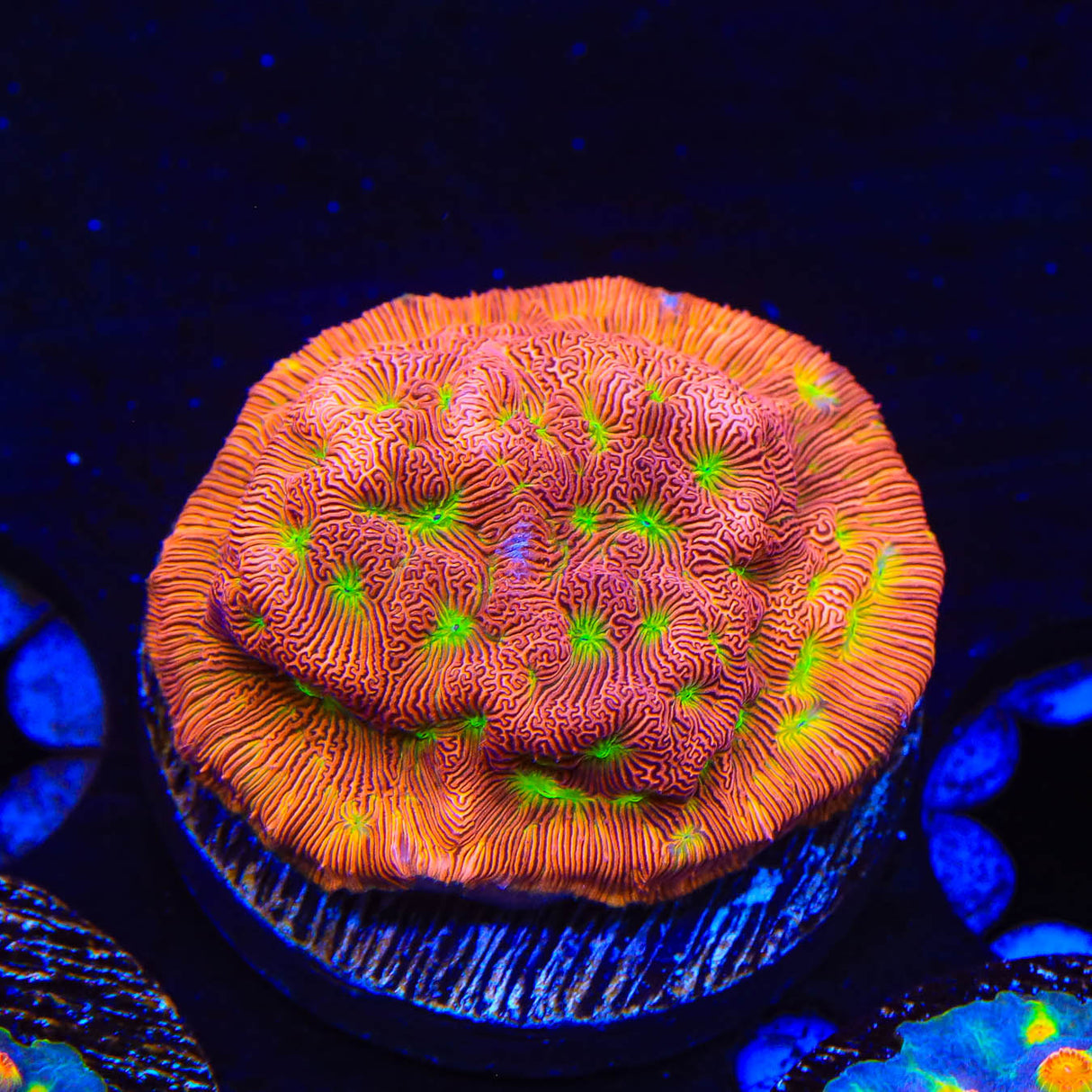 JF Jack O Lantern Leptoseris Coral