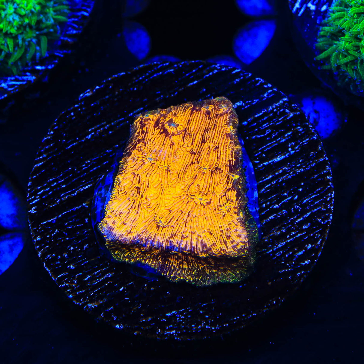 TSA Goldschlager Leptoseris Coral