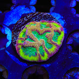 TSA Pandemic Favia Coral