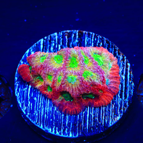 JF Fairy Ring Favia Coral