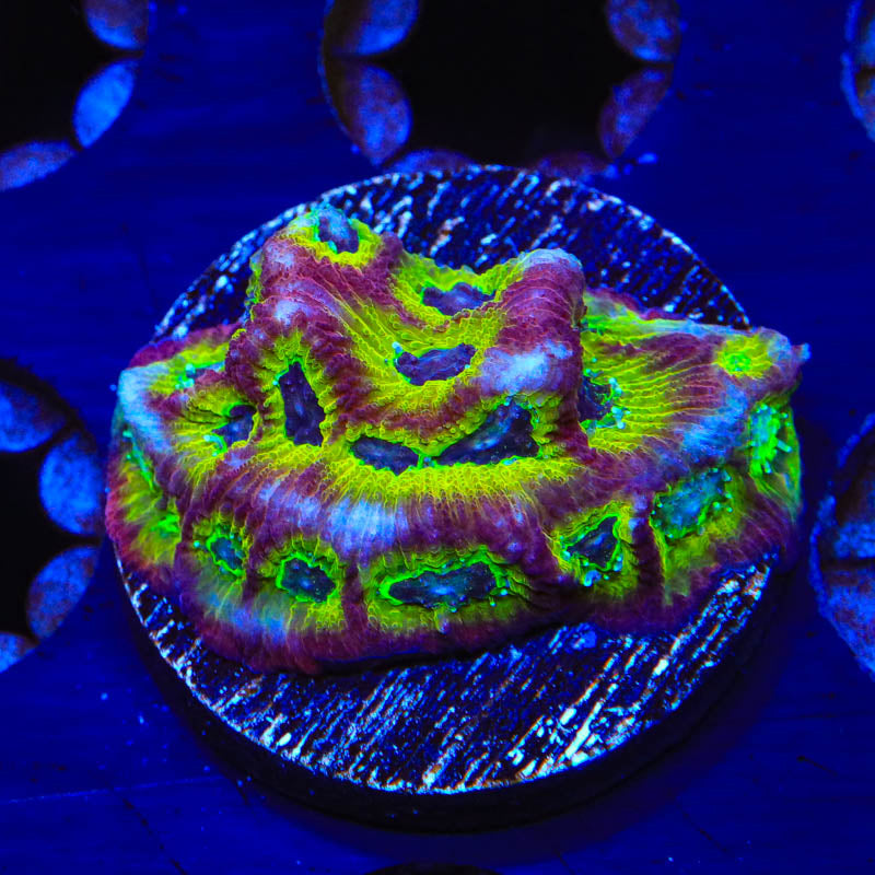 RR Spicy Lemon Favia Coral