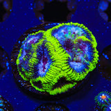 TSA Black Mamba Favia Coral