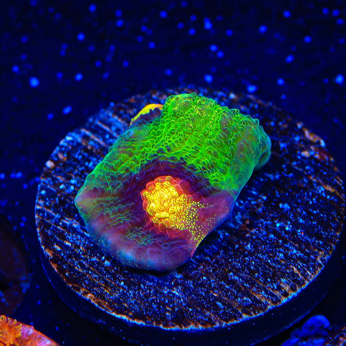 JF Raja Rampage Chalice Coral