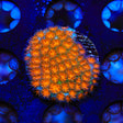 TSA Mayhem Leptastrea Coral - Top Shelf Aquatics
