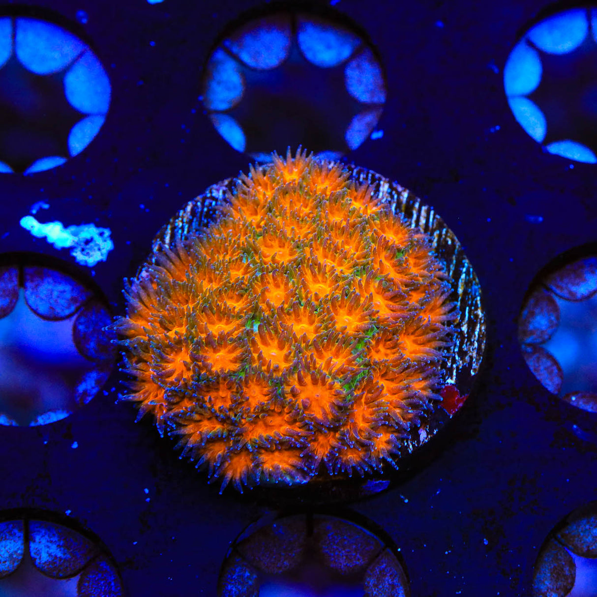 TSA Mayhem Leptastrea Coral