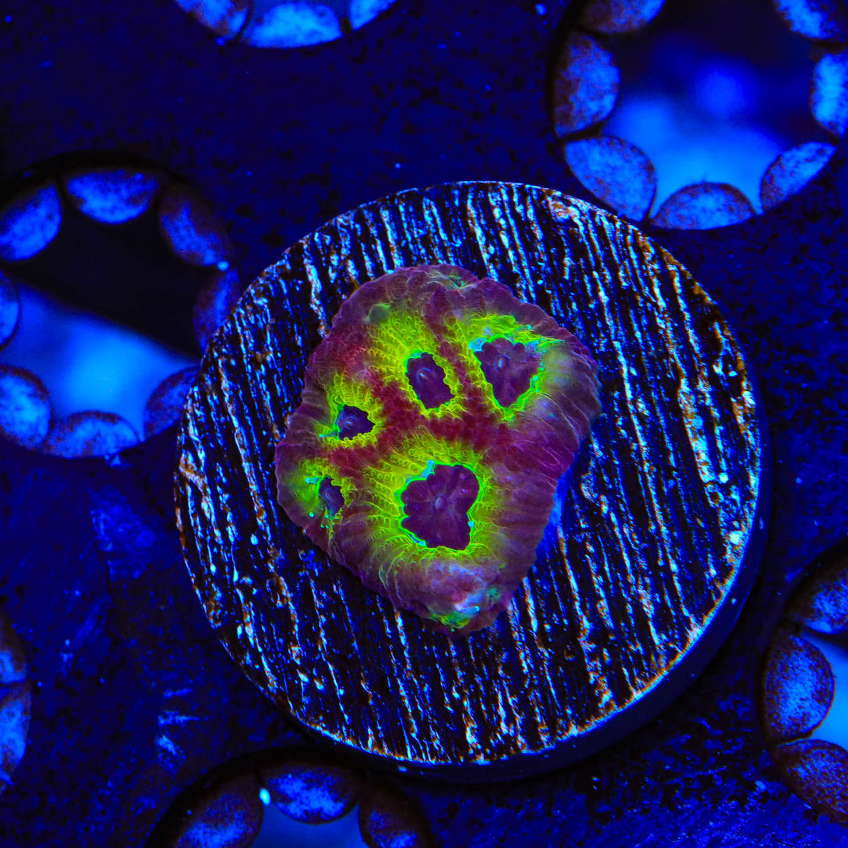 RR Spicy Lemon Favia Coral