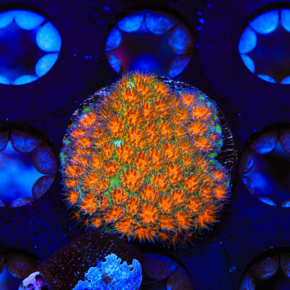 TSA Mayhem Leptastrea Coral - Top Shelf Aquatics