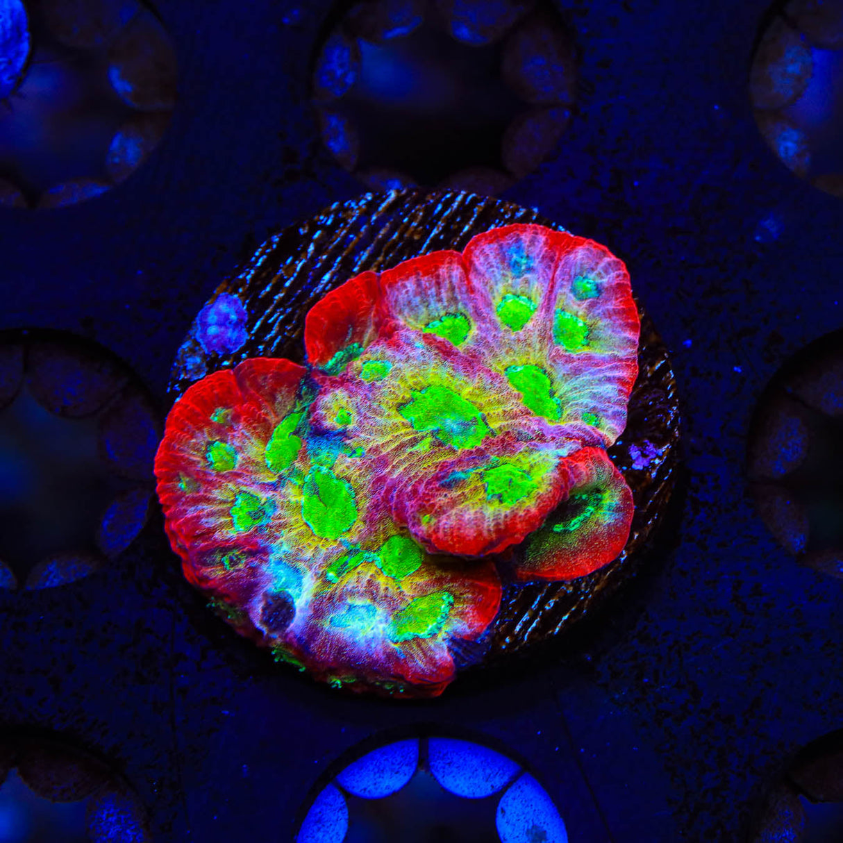 JF Fairy Ring Favia Coral - Top Shelf Aquatics