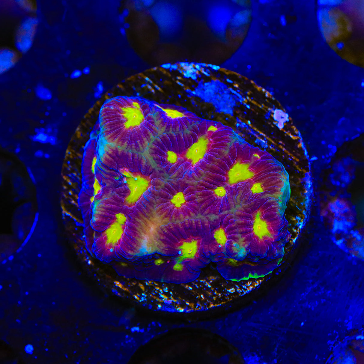 Skittles Favia Coral