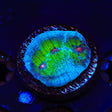 TSA Avatar Chalice Coral