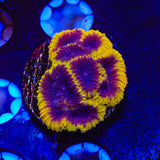 TSA Wolverine Favia Coral