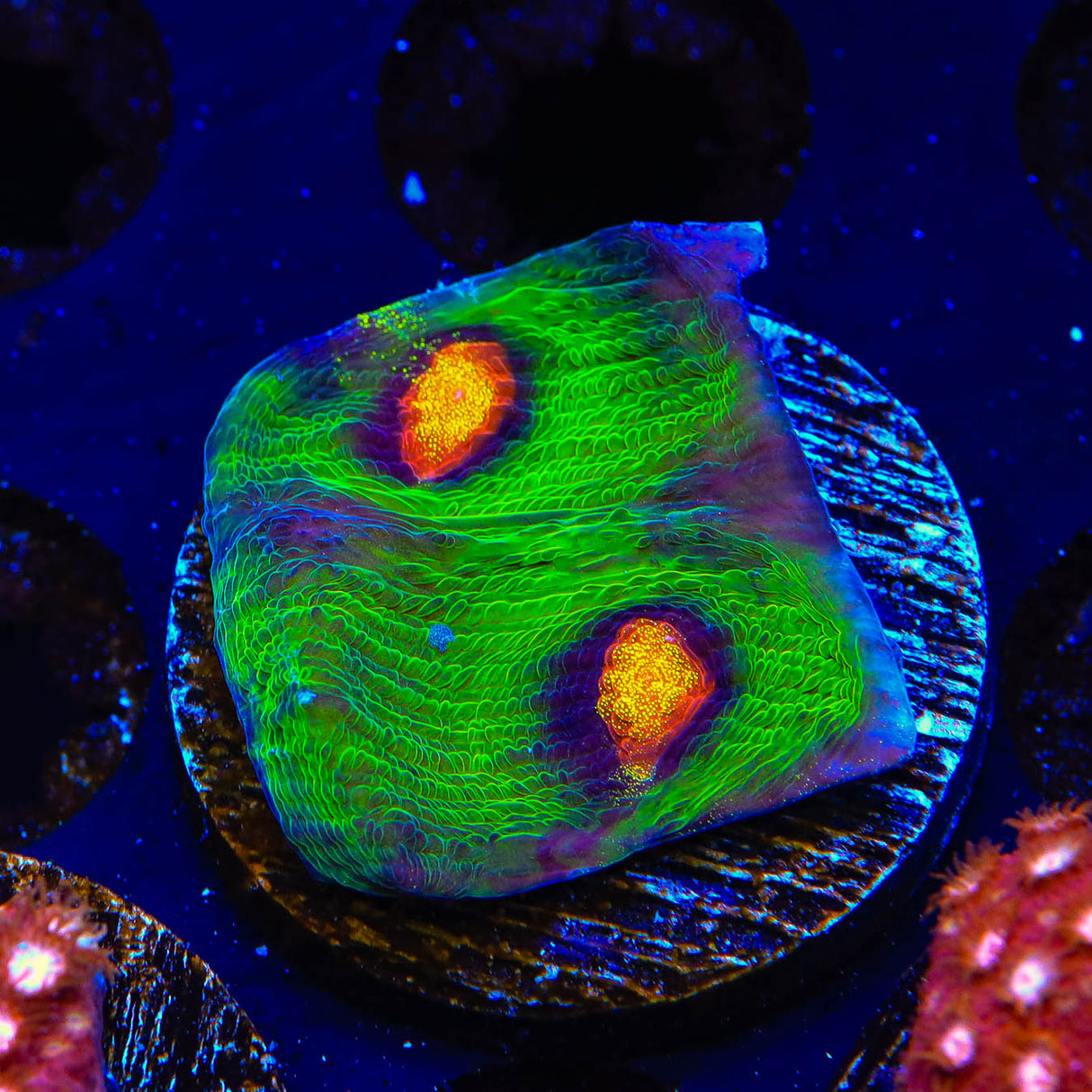 JF Raja Rampage Chalice Coral - Top Shelf Aquatics