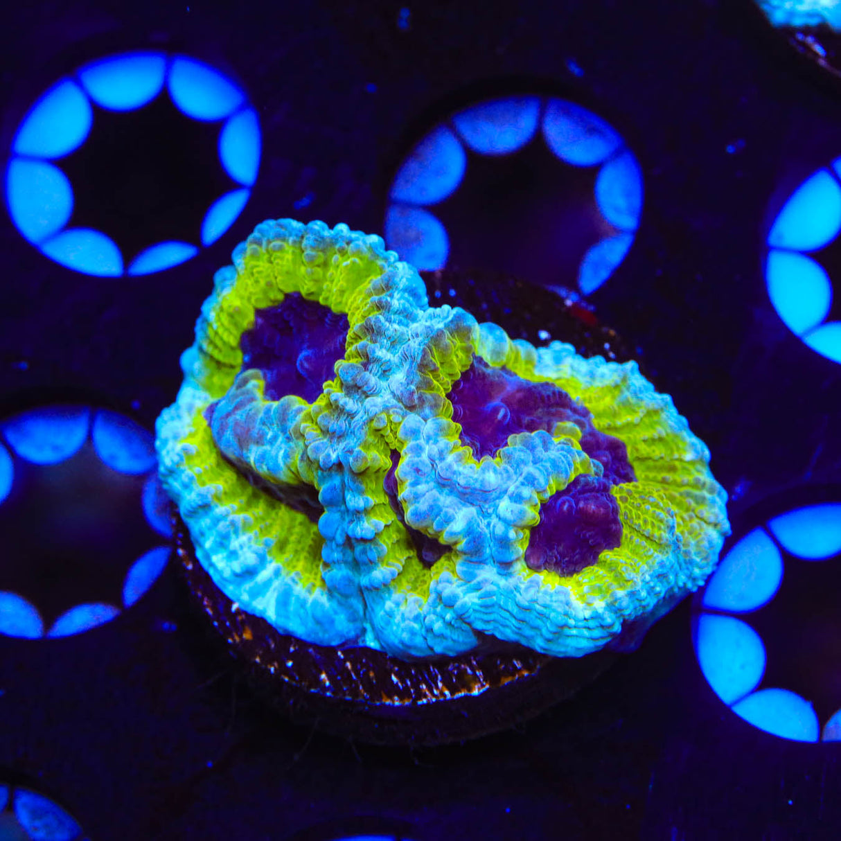 JF Purple People Eater Favia Coral