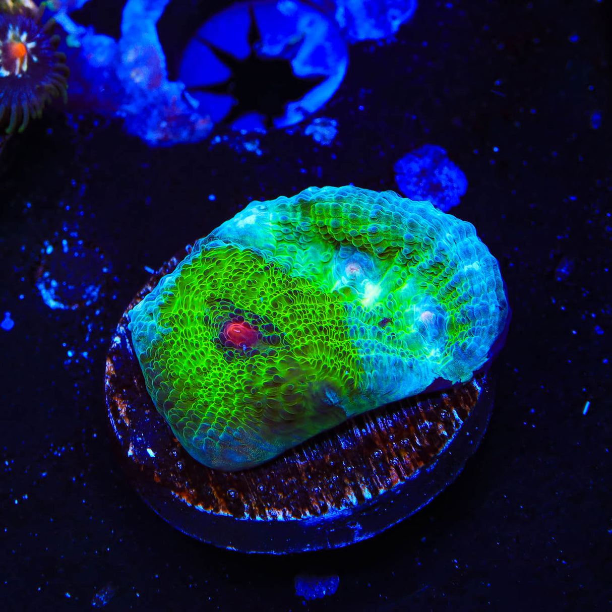 TSA Avatar Chalice Coral - Top Shelf Aquatics