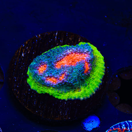 JF My Miami Chalice Coral