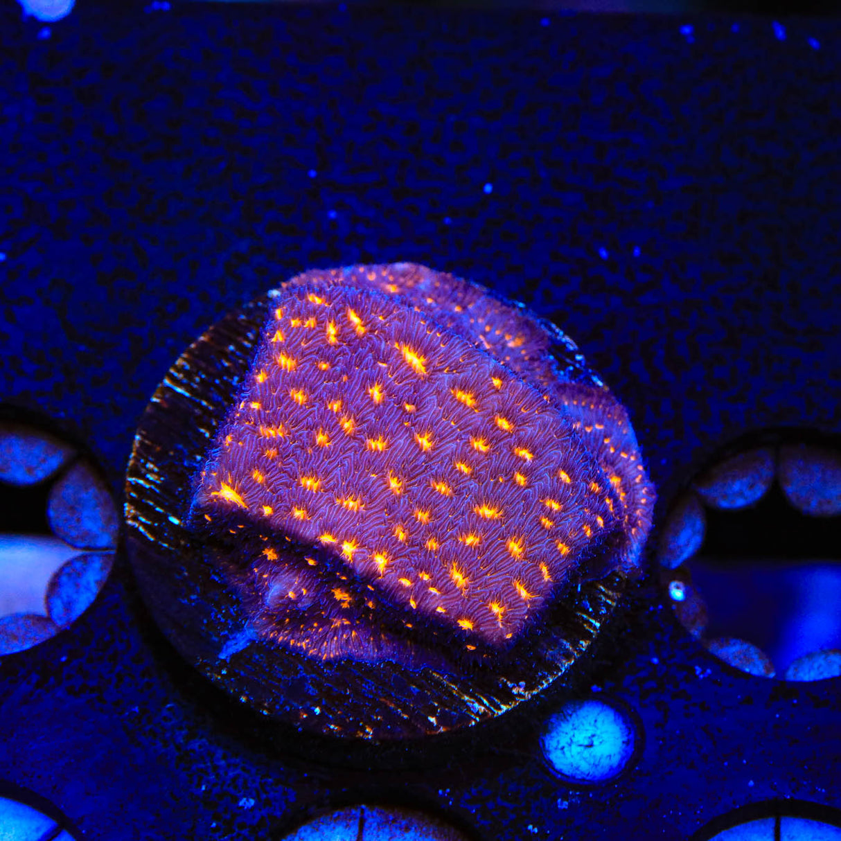 TSA Lava Field Leptoseris Coral - Top Shelf Aquatics