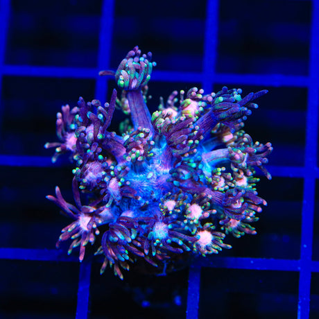 TSA Rose Petal Goniopora Coral