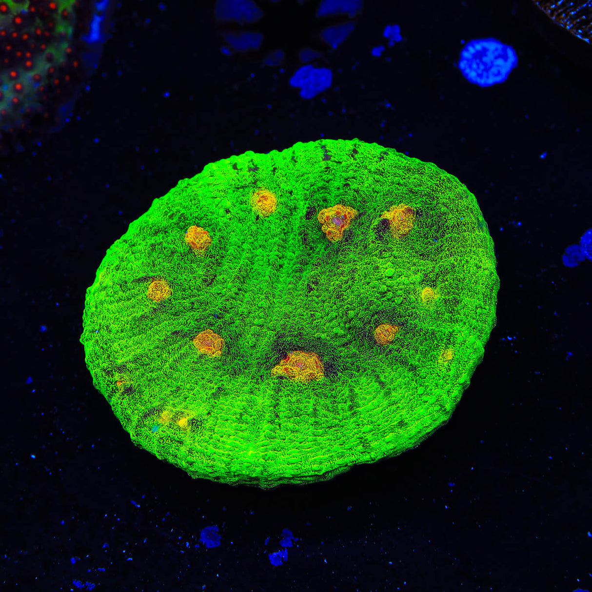 Space Invader Chalice Coral - Top Shelf Aquatics