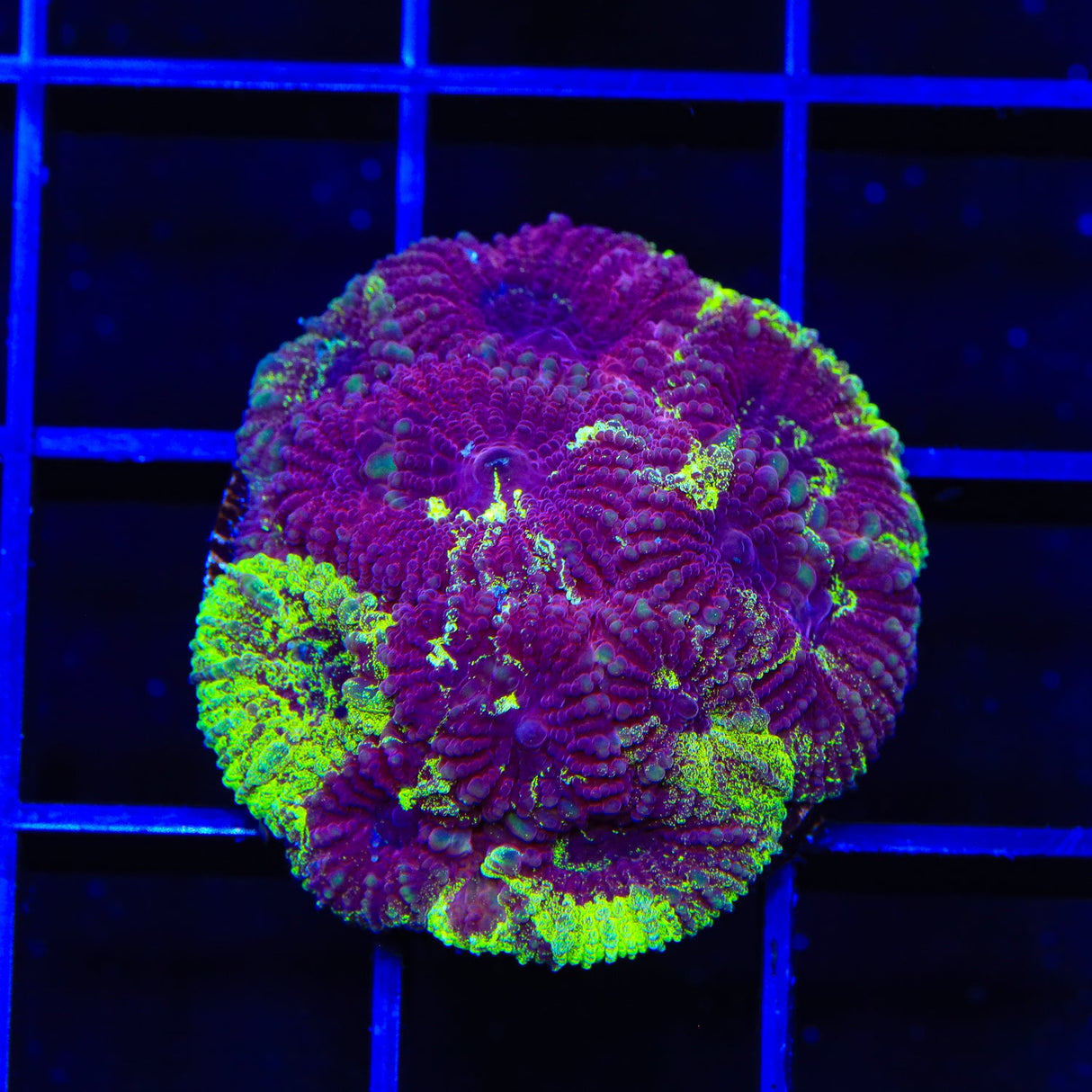 TSA Big Bang Favia Coral