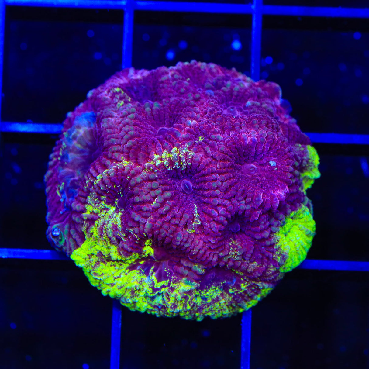 TSA Big Bang Favia Coral