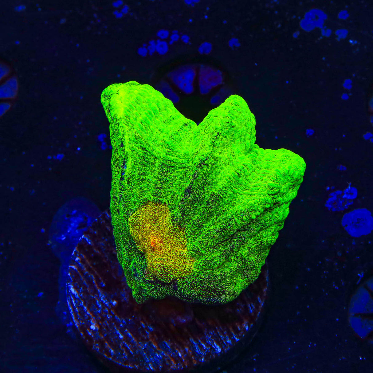 Space Invader Pectinia Coral - Top Shelf Aquatics