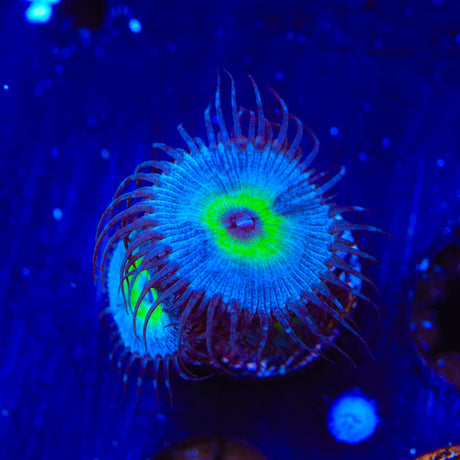 TSA Peacock Palythoa Coral