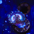 TSA Helter Skelter Zoanthids Coral