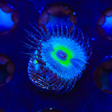 TSA Peacock Palythoa Coral