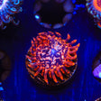 Utter Chaos Zoanthids Coral