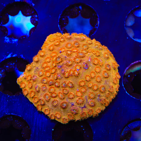 TSA Hi-C Cyphastrea Coral