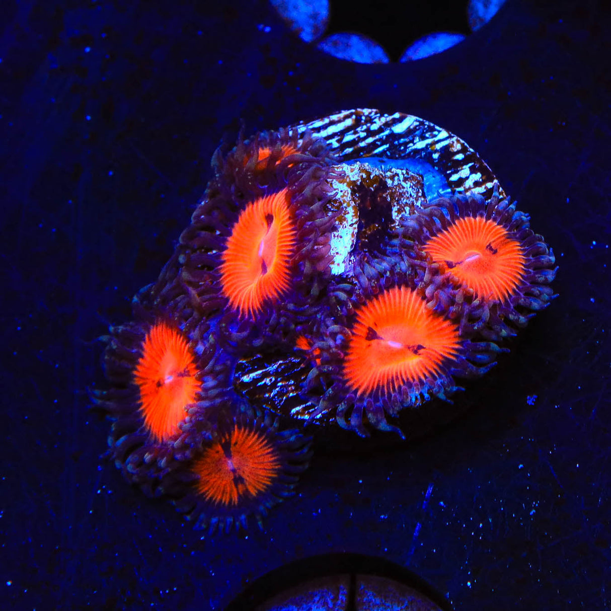 WWC Bloodsucker Zoanthids Coral