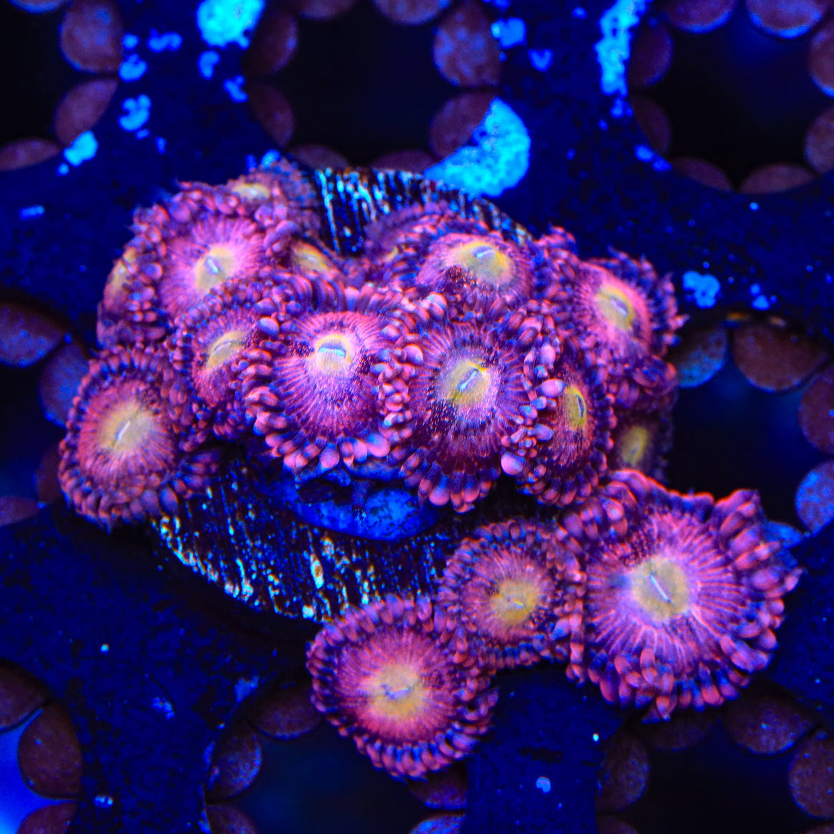 Halle Berry Zoanthids Coral