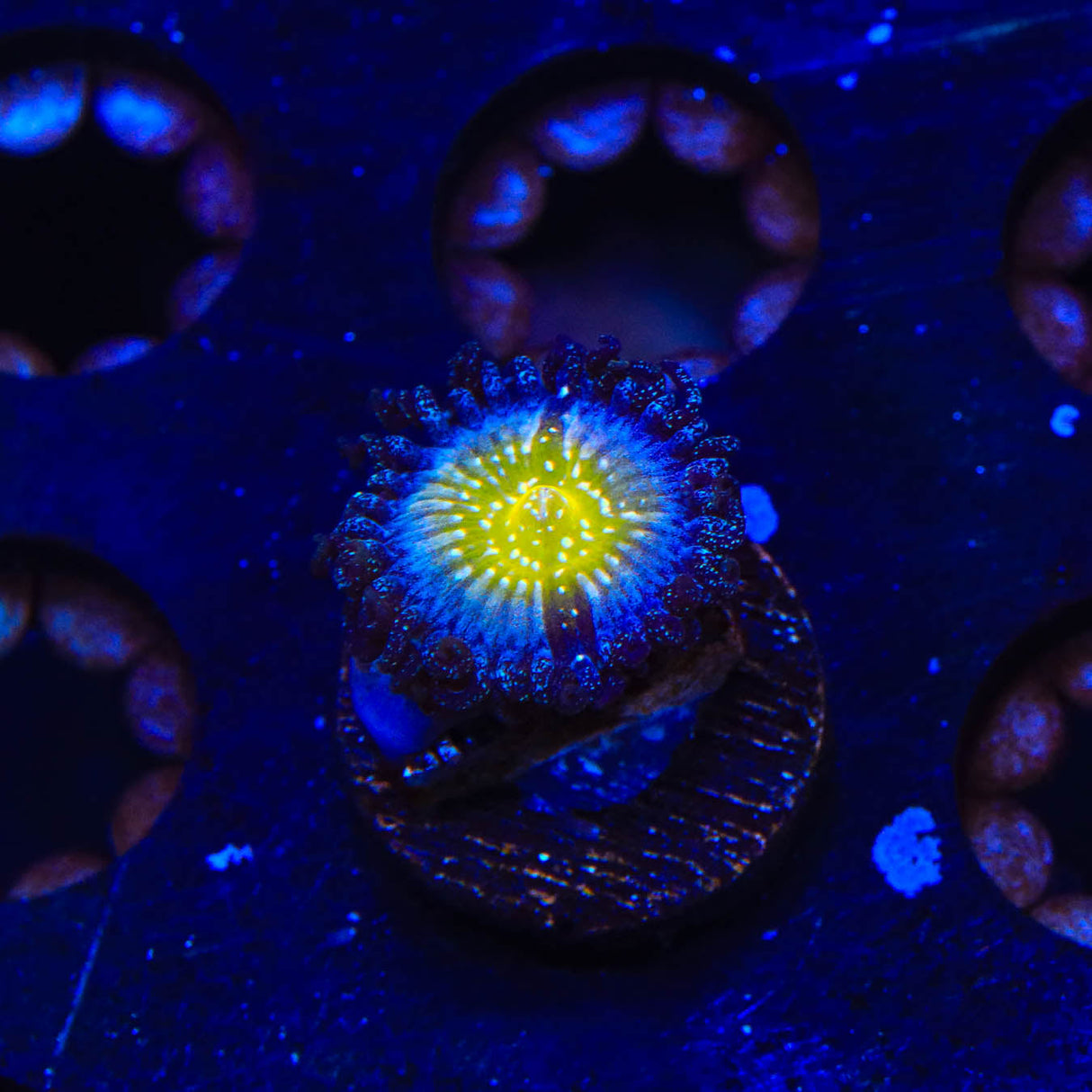 TSA Frozen Apple Zoanthids Coral