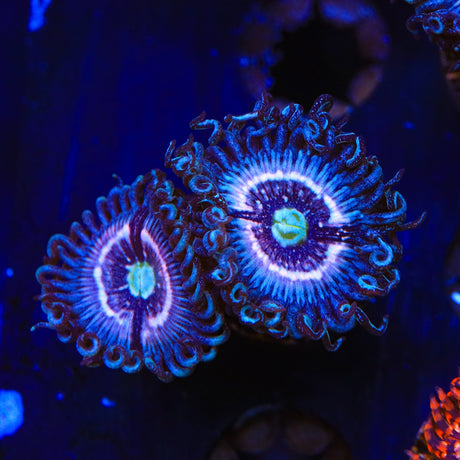 TSA Helter Skelter Zoanthids Coral