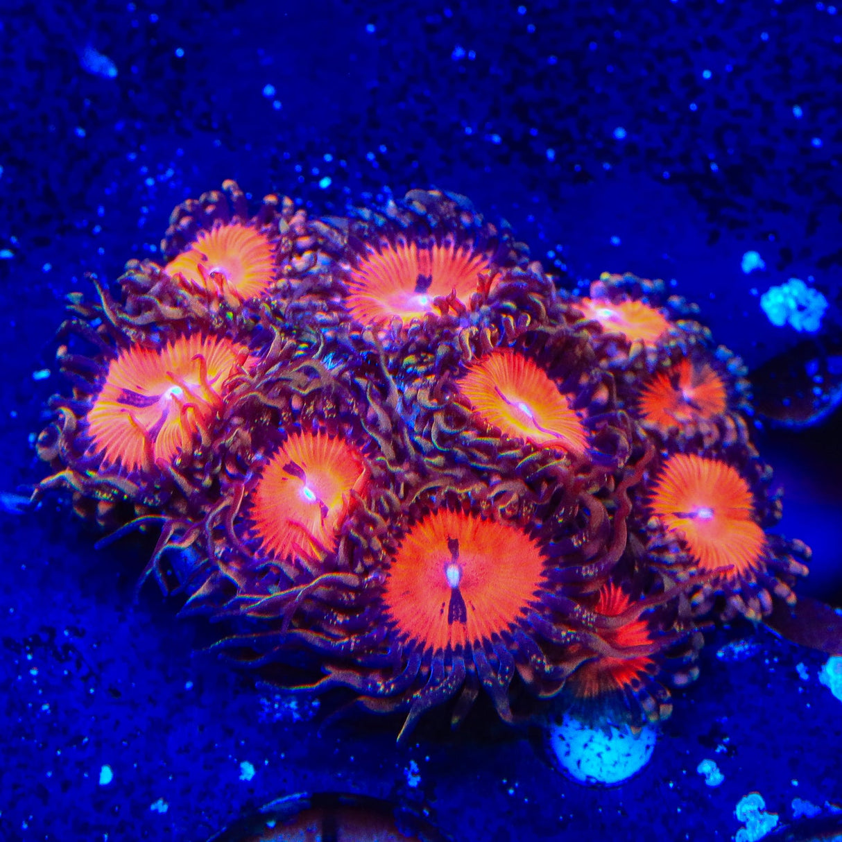 WWC Bloodsucker Zoanthids Coral