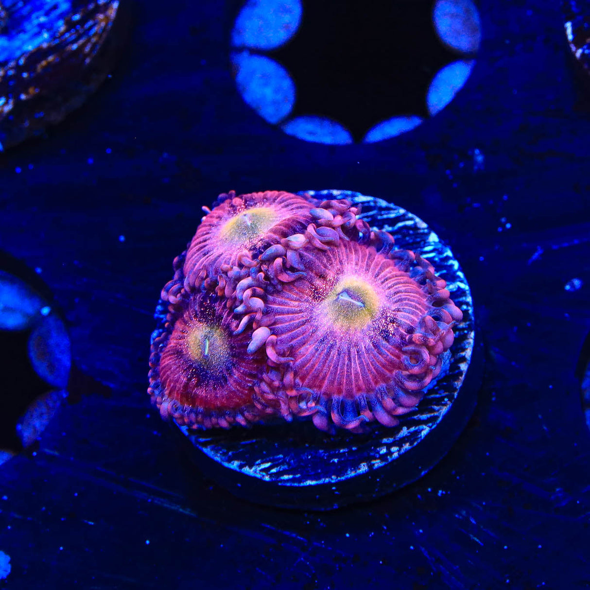 Halle Berry Zoanthids Coral