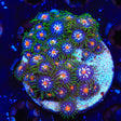 JF Daisy Cutter Zoanthids Coral