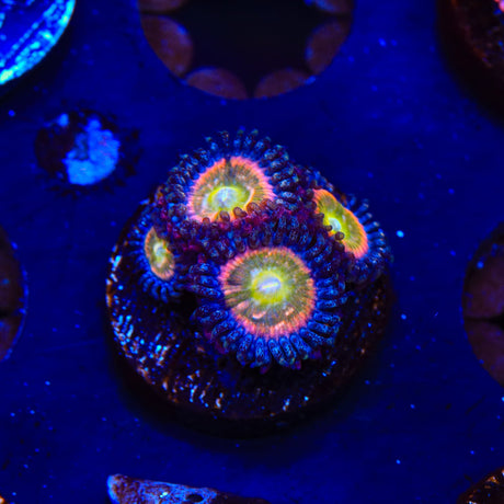 TSA Rainbow Spectrum Zoanthids Coral