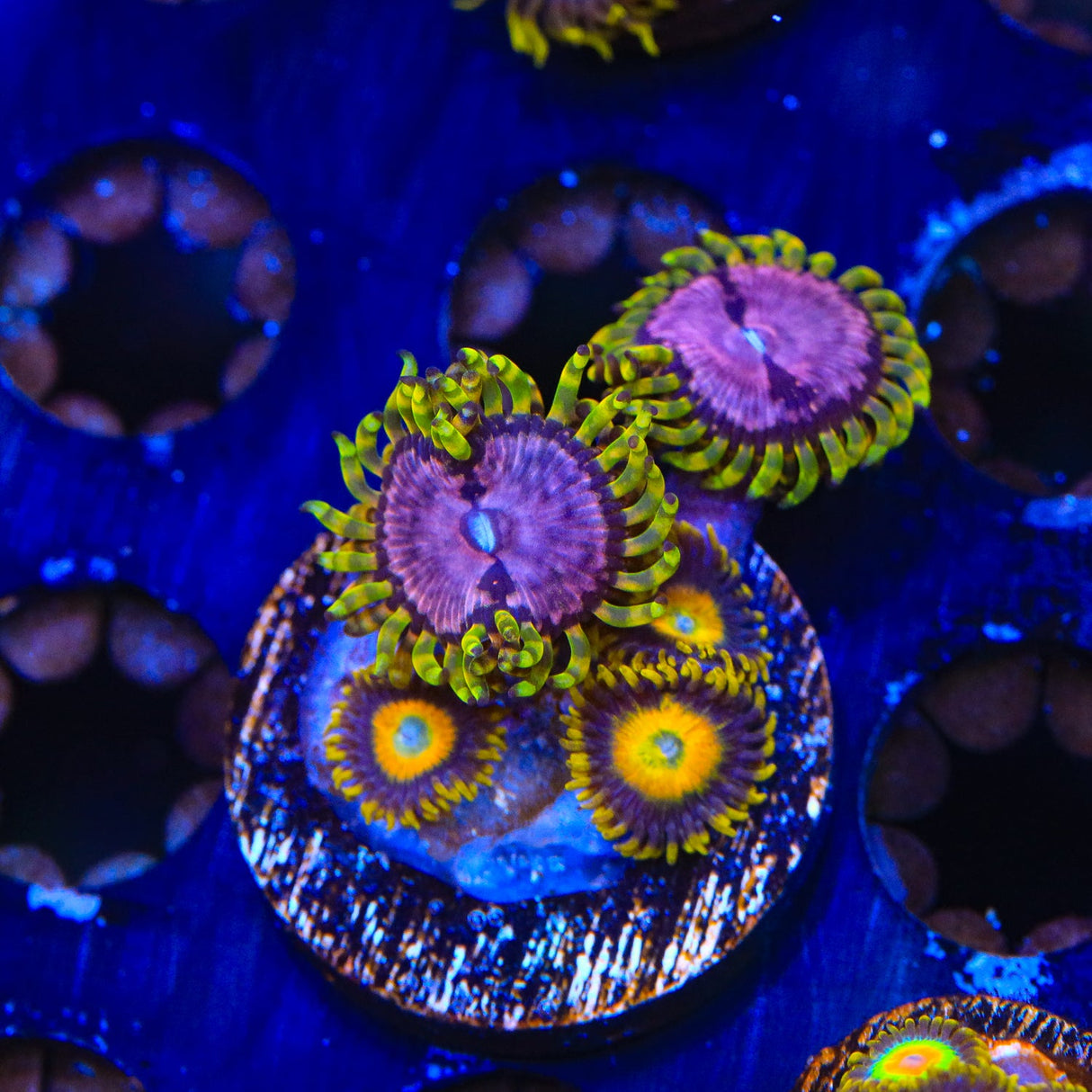 WWC Purple Monster Zoanthids Coral